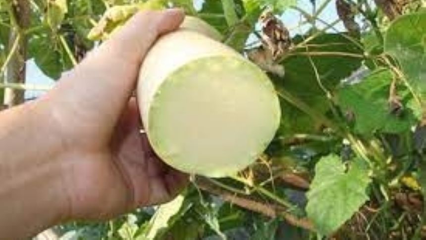 砍瓜被砍的截面伤口可迅速愈合,不影响瓜的正常生长。(图片:网络图片)