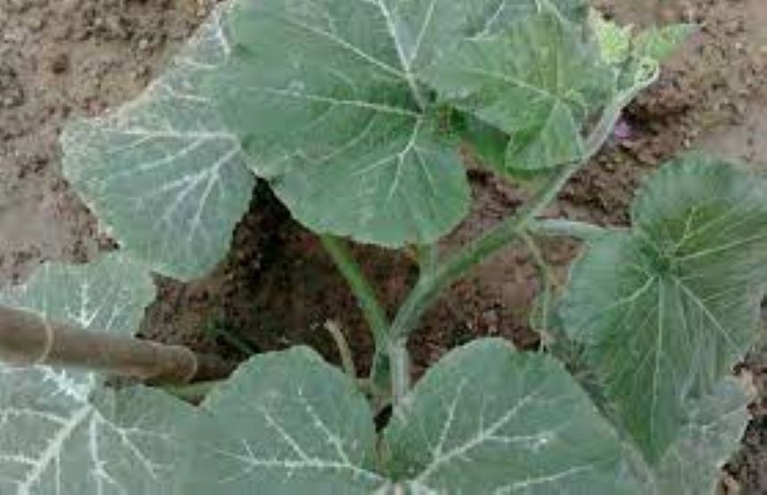 砍瓜对自然环境、土壤要求不高,适应性强。凡是冬瓜、南瓜、西葫芦能生长的地方,它就能生长。(图片:网络图片)