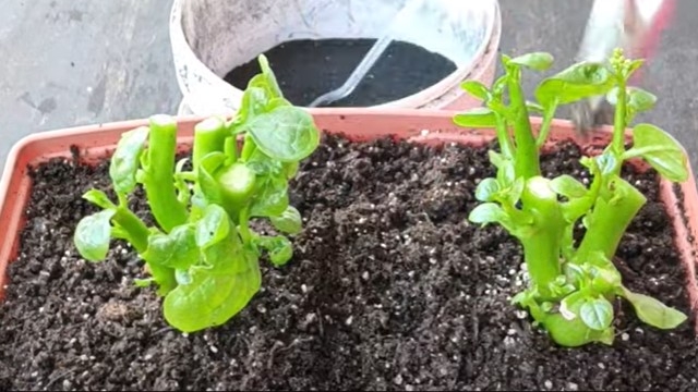 种在花盆中的木耳菜可以去掉多余的茎叶,土壤经过消毒后搬入室内。(图片:温村东哥 Life Hacks)