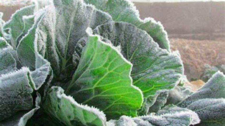 霜打的蔬菜 (图片:网络图片)