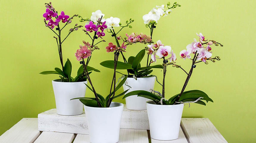 蝴蝶兰花(pixabay)