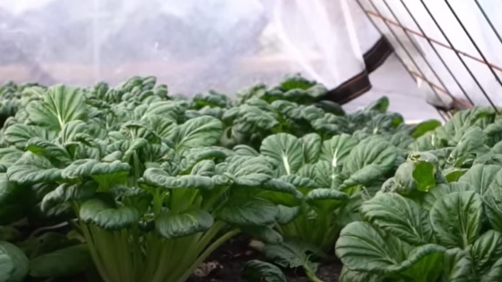 阴天棚内和棚外的温度,相差仅1~2°C而已。(图片:Andy花园医生李老师)