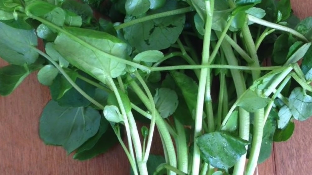 种西洋菜不需要买种子,直接拿超市买来的西洋菜扦插就可以,成活率很高。(图片:墨澜时光)