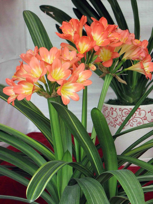 金丝君子兰(阿桥/Flickr)