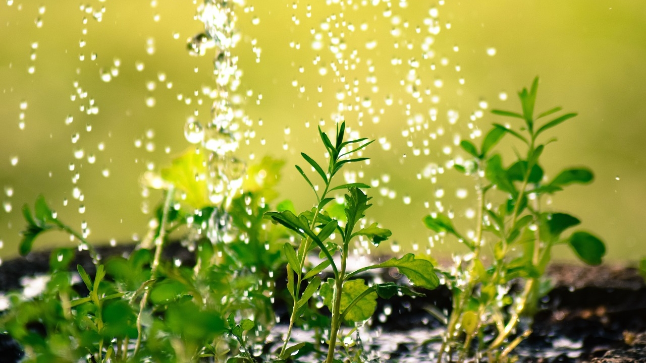 浇水(图片:pixanay)