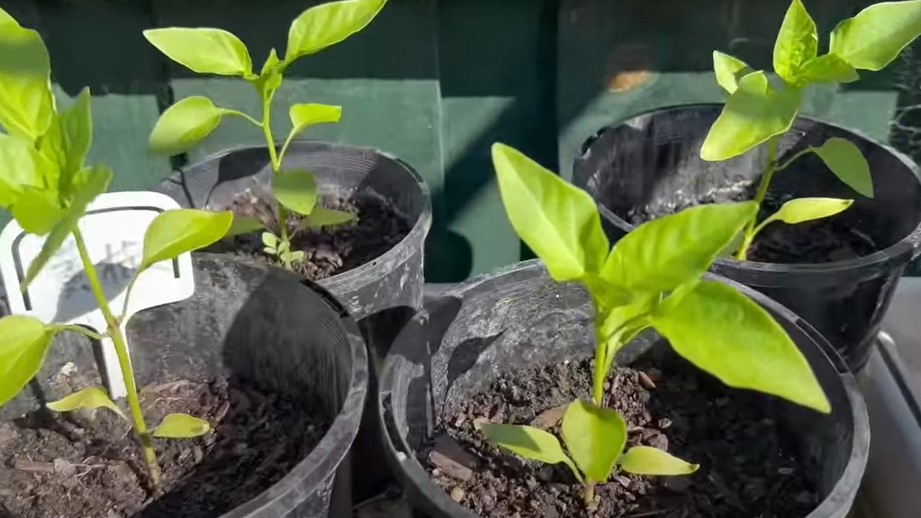 大约一周以后会长出真叶,可以间苗,把弱小的苗拔除,然后移栽到地里,或者大的花盆中。(图片:袭小厨和她的菜园子Delightful Garden)