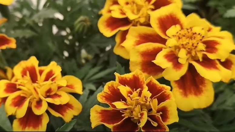 万寿菊(网络图片)