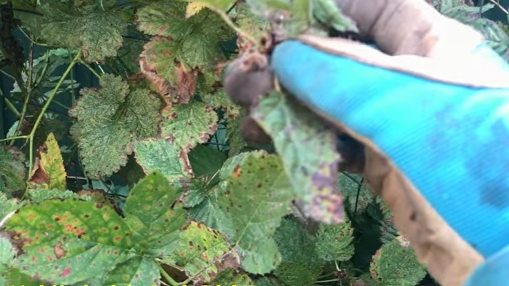 波森莓与黑莓、树莓(覆盆子)的修剪方法是一样的。在莓果全部采摘过后,就可以开始修剪了。剪老留新枝。(图片:袭小厨和她的菜园视频截图)