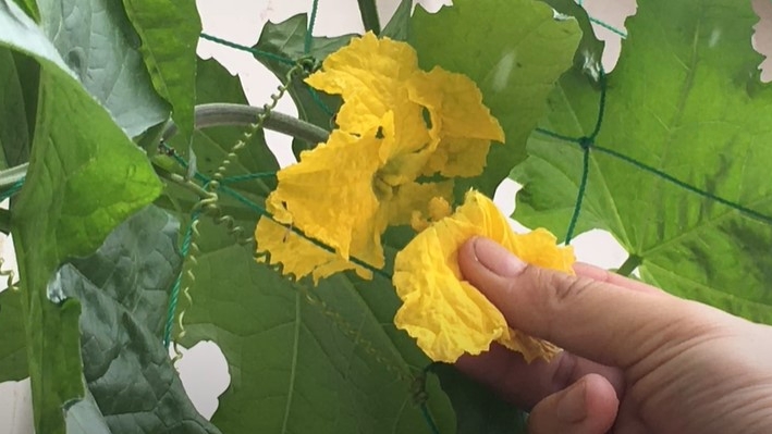 为人工授粉(小家庭种菜视频截图)