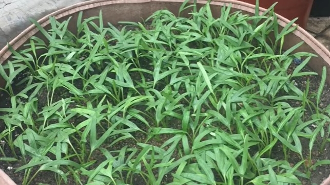 利用盆栽或者小菜地土培,是最常规的一种空心菜种植方法,它适合家庭种植和利用空间相比大一点的菜友。(小家庭种菜视频截图)