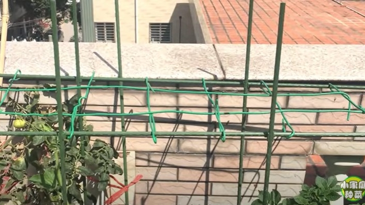 掌握好3个技巧,新手小白也能轻松种好瓠瓜