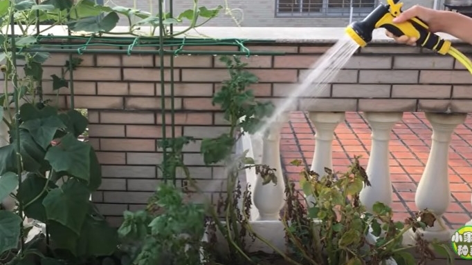 掌握好3个技巧,新手小白也能轻松种好瓠瓜