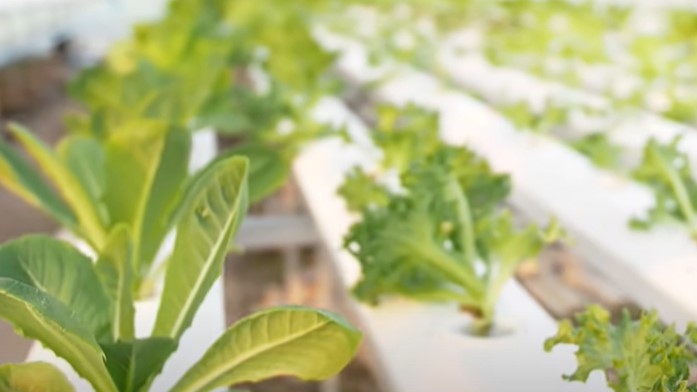 水培植物的主要问题是根腐病,使用双氧水可以安全可靠的解决。(墨澜时光视频截图)