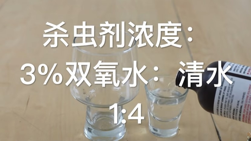 双氧水可以安全的清理害虫,但要注意,不要把溶液喷洒在植物幼苗和老苗上面。(墨澜时光视频截图)