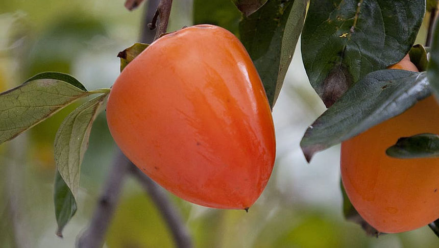 尖尖的柿子 (Pxfuel)