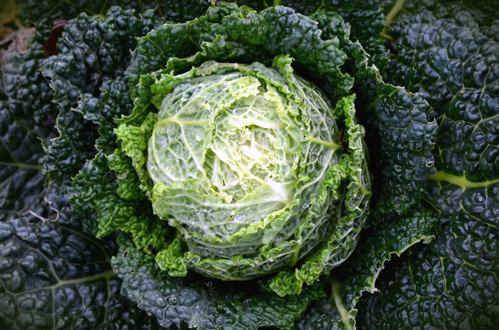 菠菜对身体有哪些好处,菠菜的含量是什么