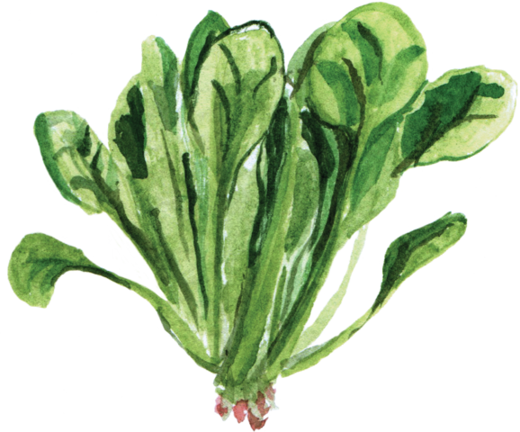 菠菜对身体有哪些好处,菠菜的含量是什么