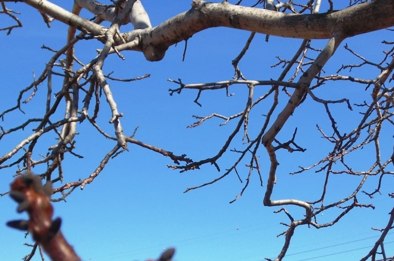 核桃树对气候有哪些要求