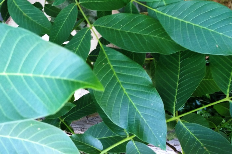 核桃树会得哪些害虫病?