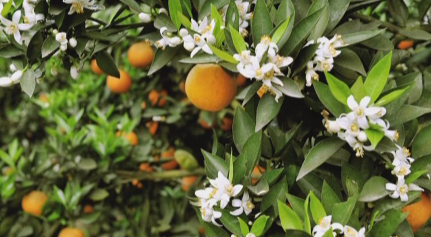 柑橘保花保果怎么追肥?