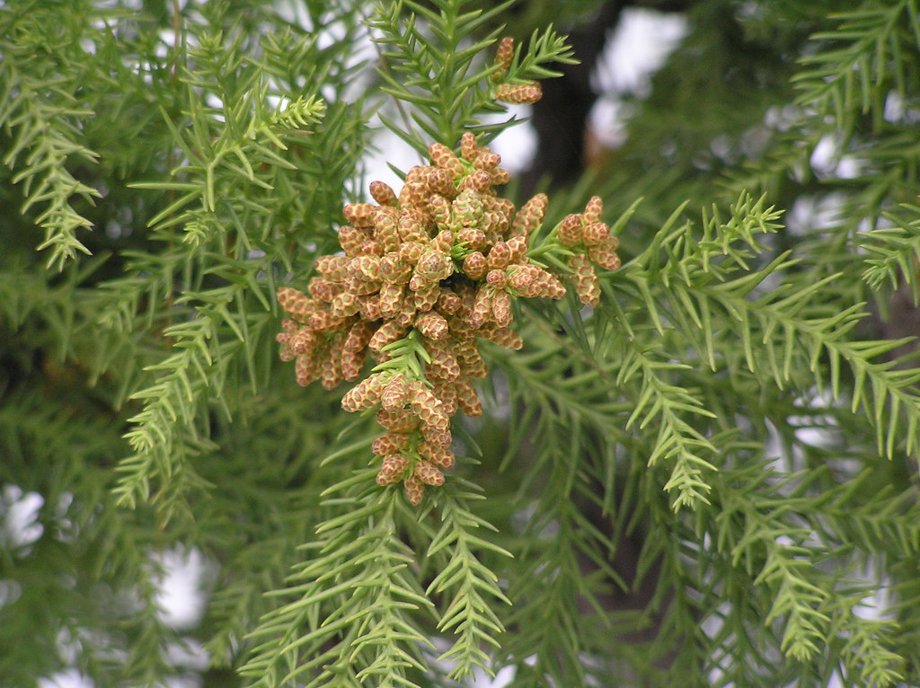 如果澳洲杉的叶子枯萎了,有哪些解决办法?