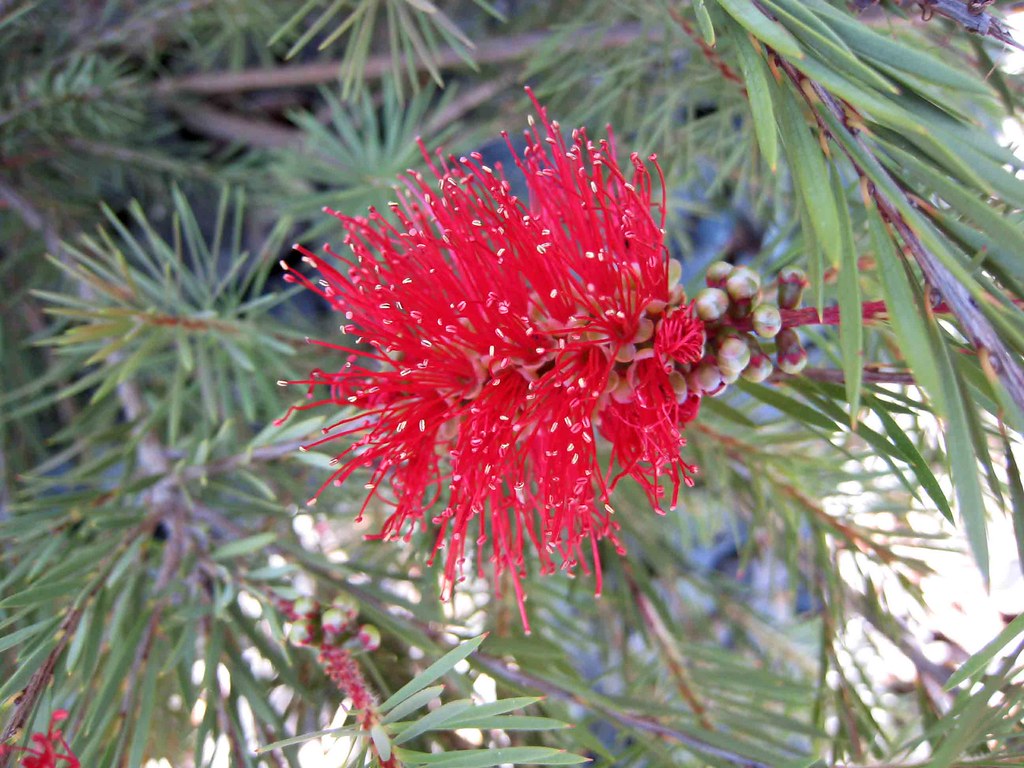 澳洲杉生长壮实的方法有哪些?