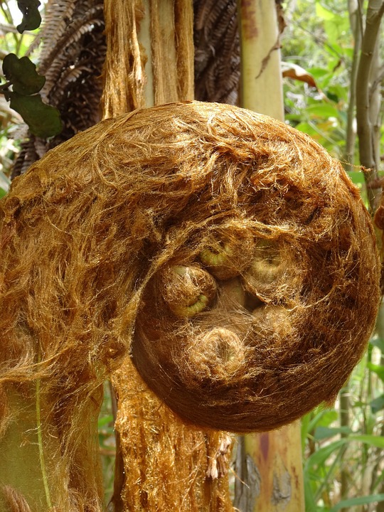 澳洲杉怎么浇水才能保证茁壮成长?