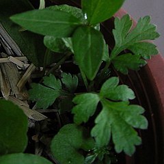 艾草能减肥吗,有哪些艾草减肥的方法