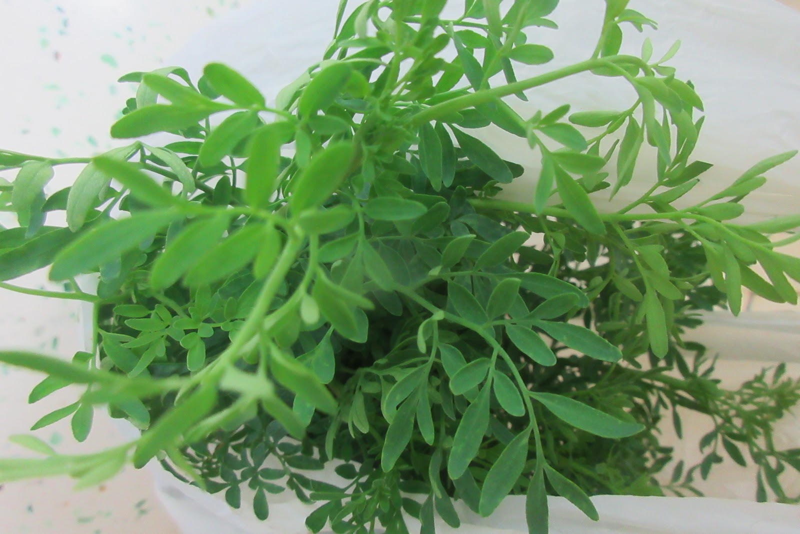 艾草上有白色虫子,是什么引起的?