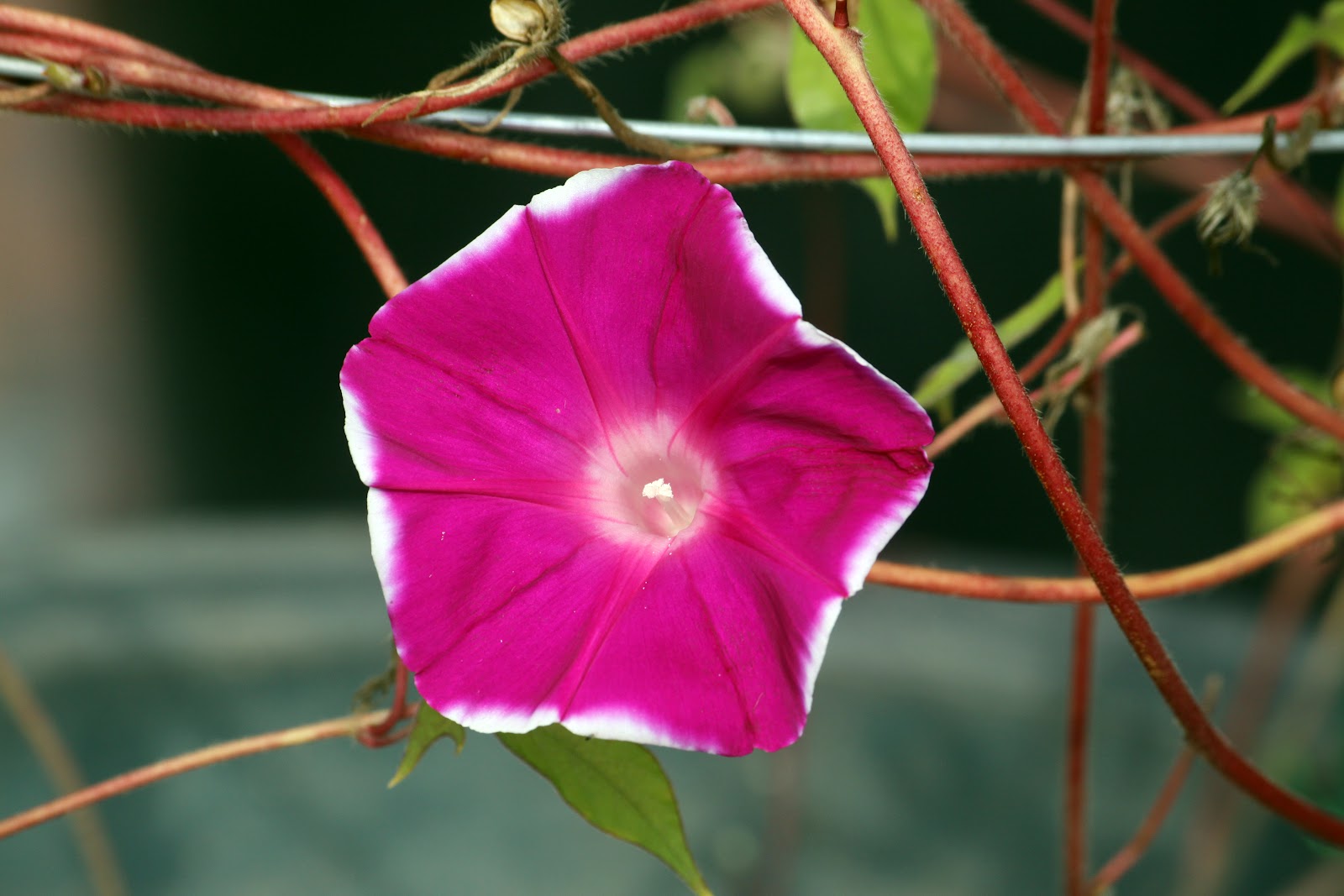 矮牵牛怎么施肥,有哪些施肥方法?