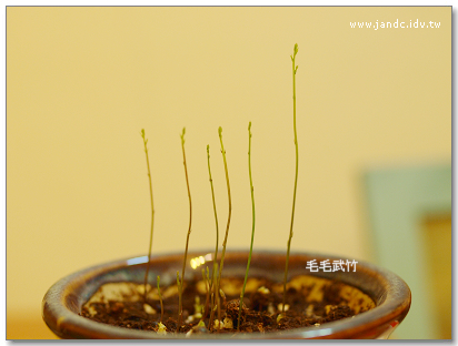 一个人怎么种爱之蔓,有哪些步骤?