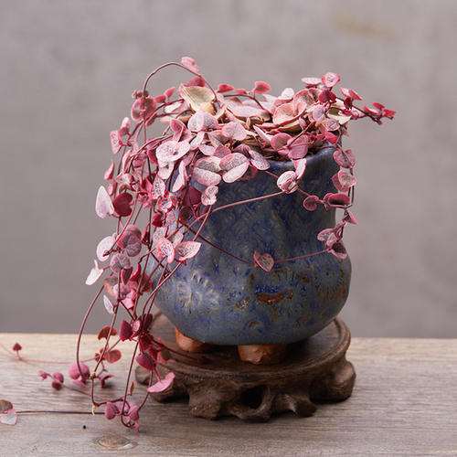 爱之蔓太长了怎么办,有哪些处理办法?