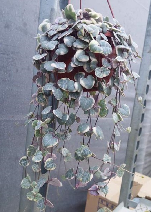 爱之蔓的叶子越来越小怎么办?