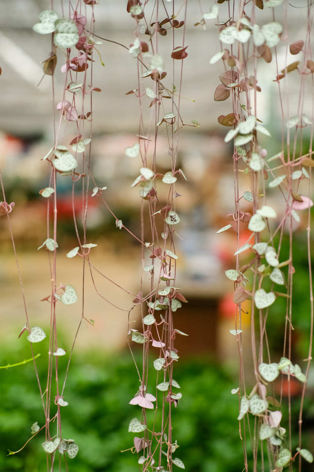 爱之蔓开花周期是多久,什么时候开花?