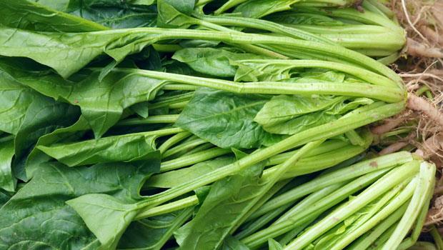 菠菜是哪个季节的蔬菜?