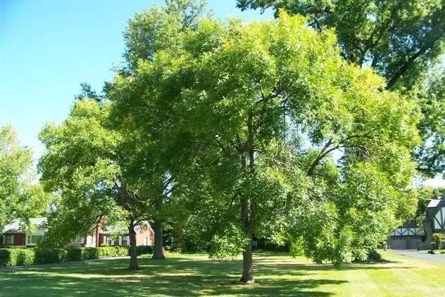 白蜡树叶干枯了怎么办?有哪些补救措施?