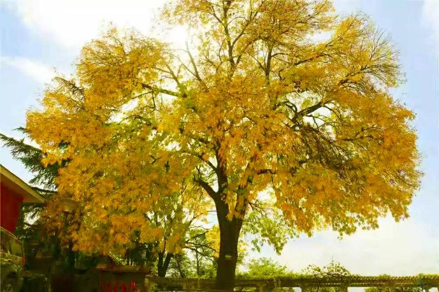 怎么让白蜡树长得更快,有哪些催生的方法?