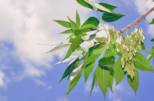 白蜡树怎么嫁接桂花树,有哪些嫁接方法?