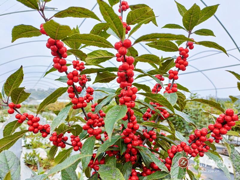 北美冬青适合用什么土壤种植?