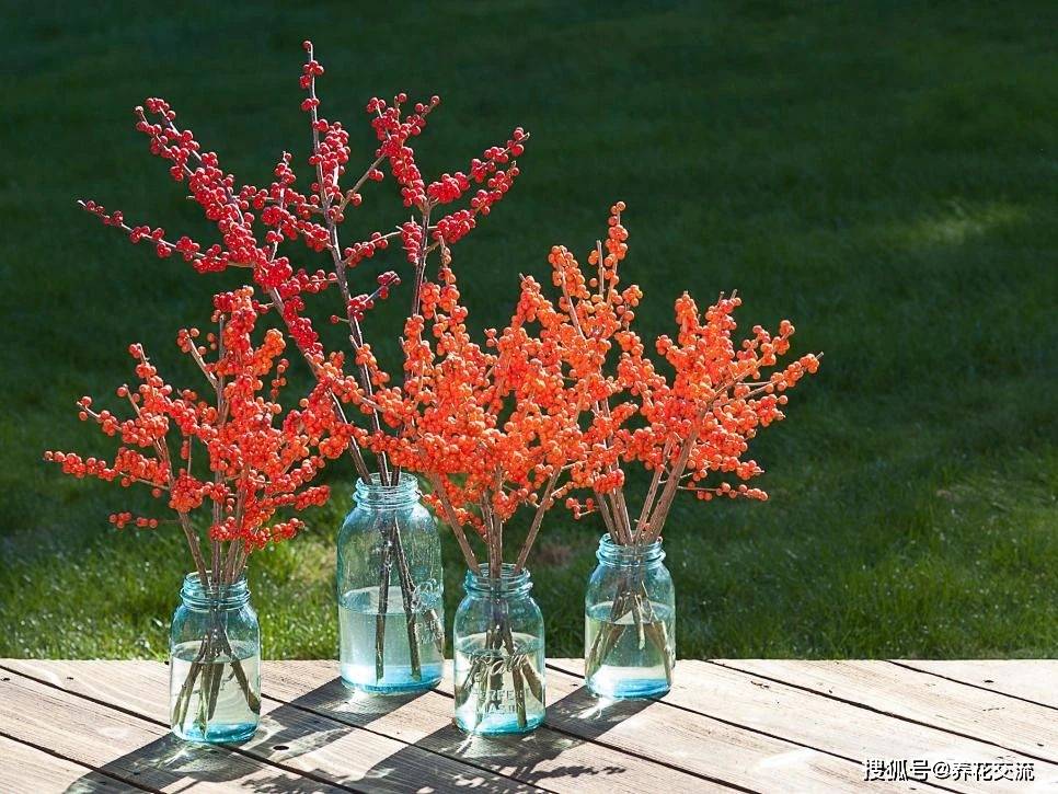 北美冬青怎么授粉,授粉方法有哪些?