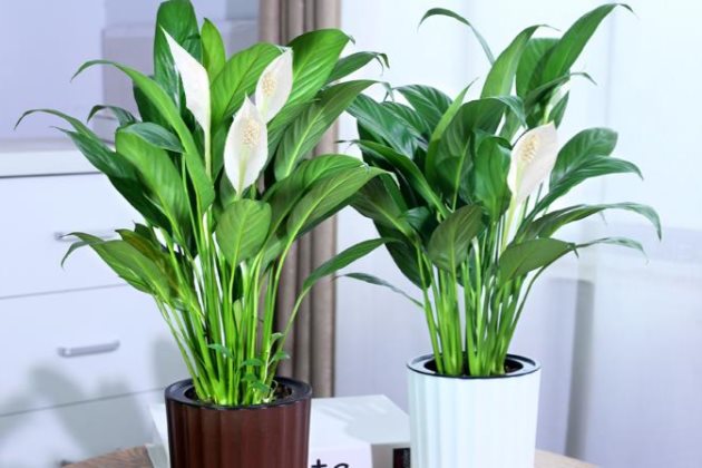 白掌有哪些摆放禁忌,不应该放在哪里?