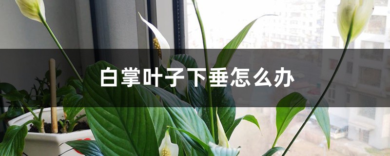 白掌能净化空气吗,有哪些作用?