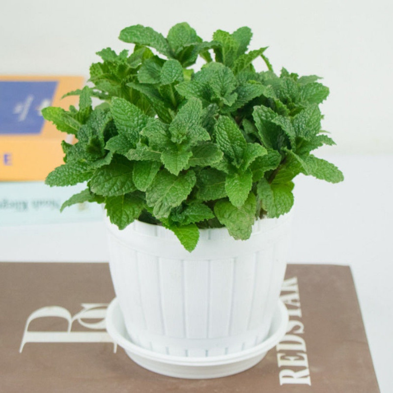 薄荷有哪些水培方法?