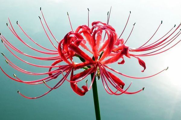 彼岸花又被叫做什么花?还有哪些名字?