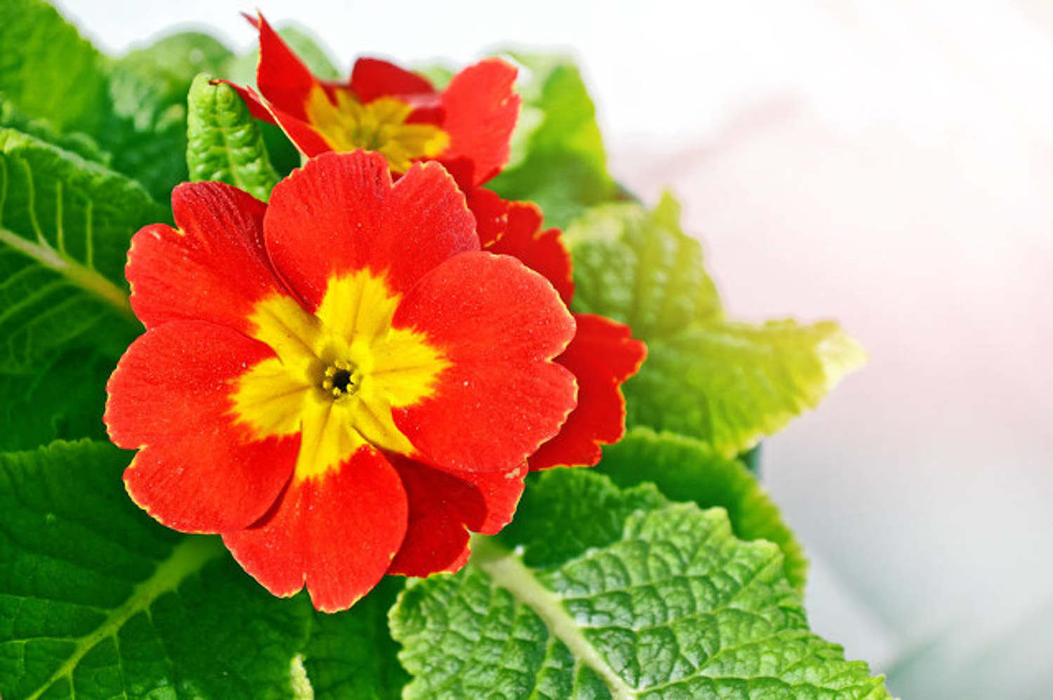 报春花常见的种类有哪些?