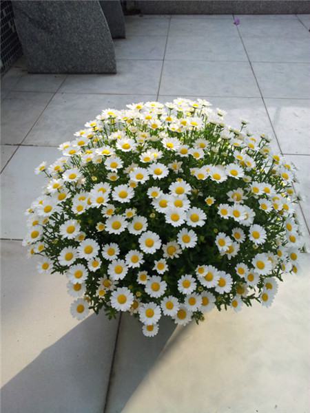 白晶菊适合在什么地方养殖?