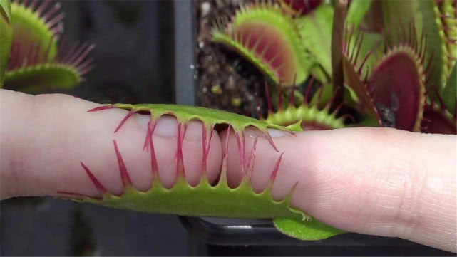 捕蝇草是变异种吗