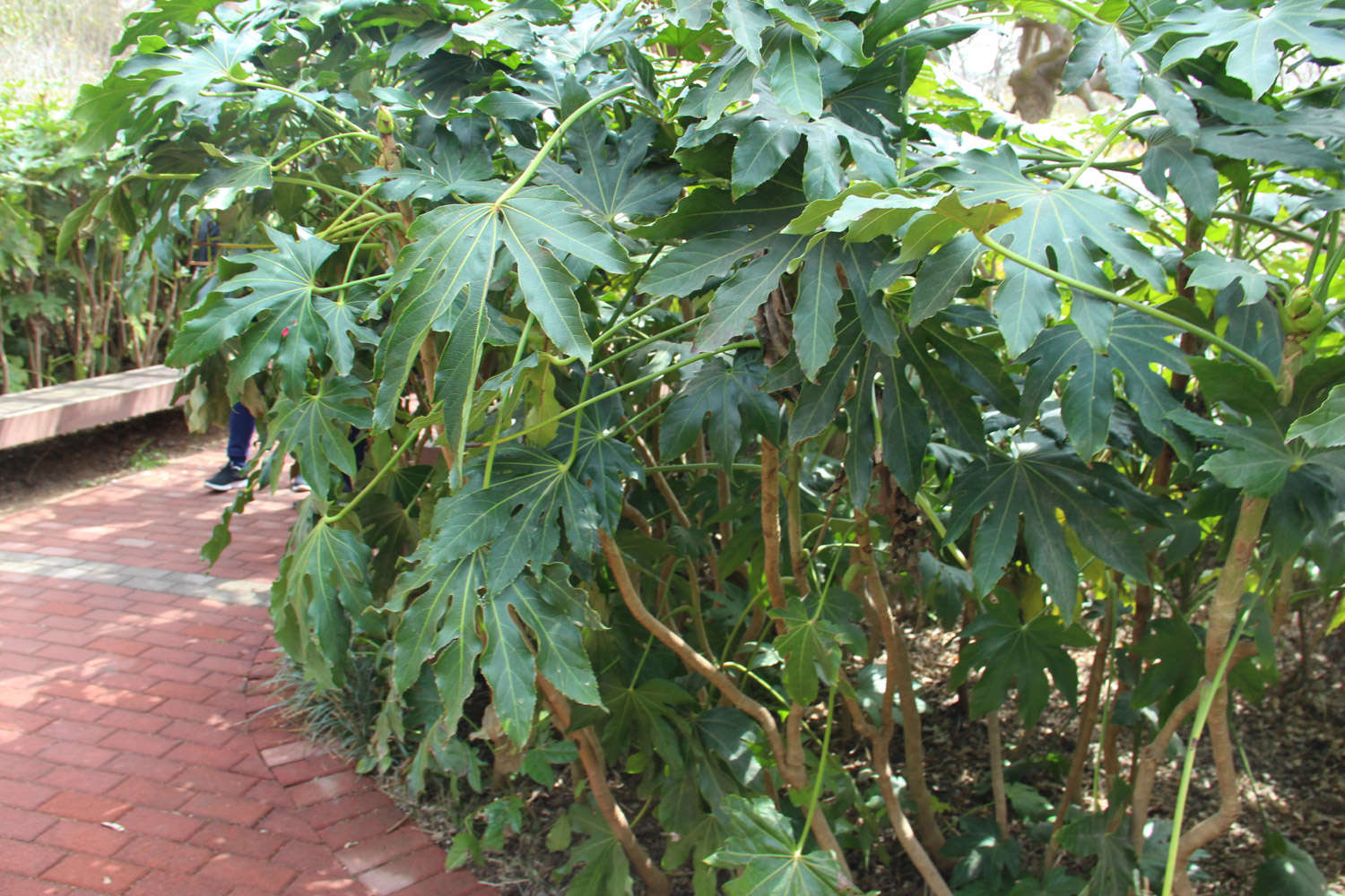 八角金盘的水培方法有哪些?