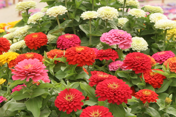 百日草有哪些主要的药用价值?