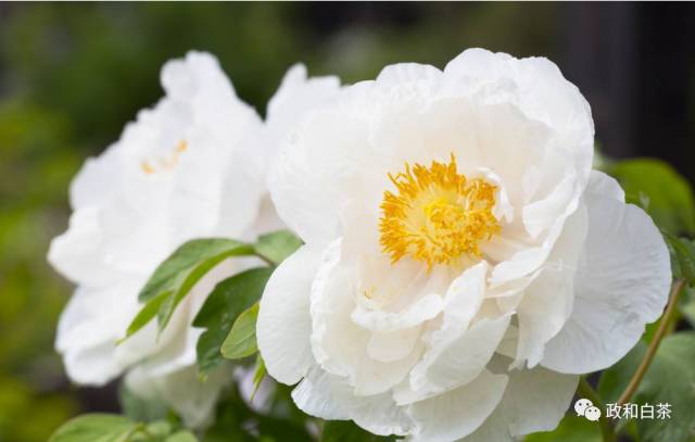 白牡丹多肉长黄斑怎么办?